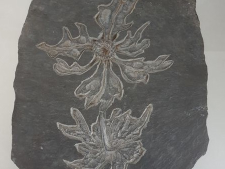 Rarität! Wandbild massive Schieferplatte Edelweiss Schiefer geritzt Handarbeit Sauerland signiert