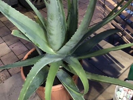 Aloe im Topf