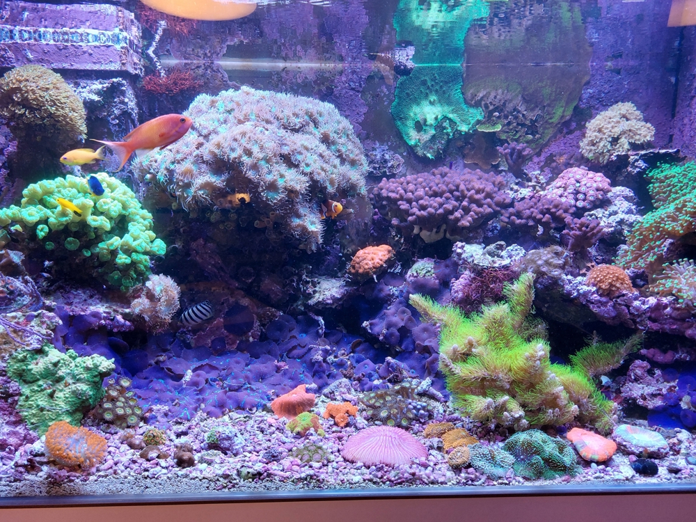 Korallenableger LPS, Discosoma, Zoanthus, Lederkorallen