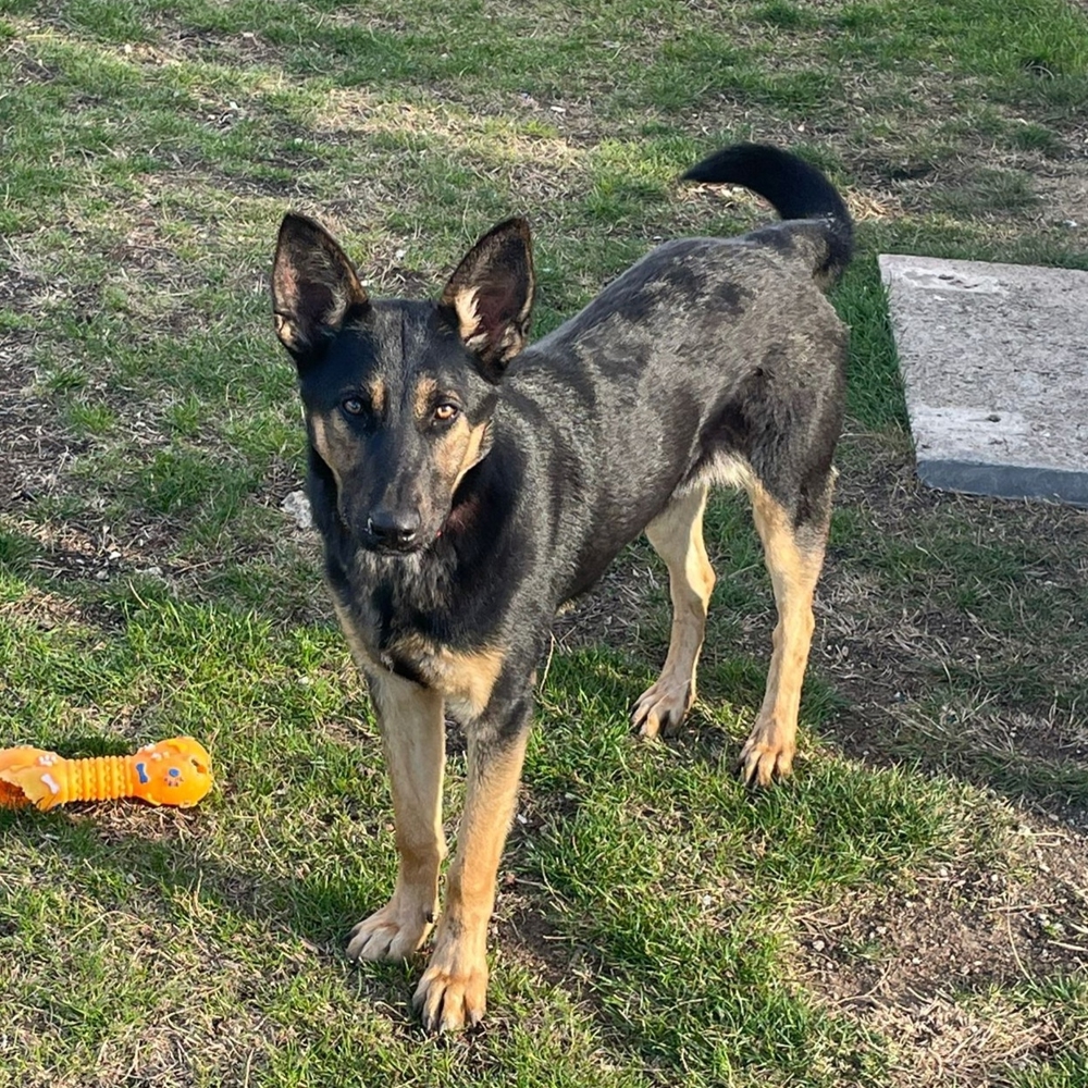 Moni, 2,5 J., sehr artig und wohlerzogen