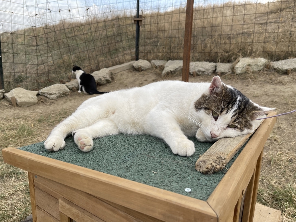 BUDDY (geb. 2017) sucht sein Zuhause!