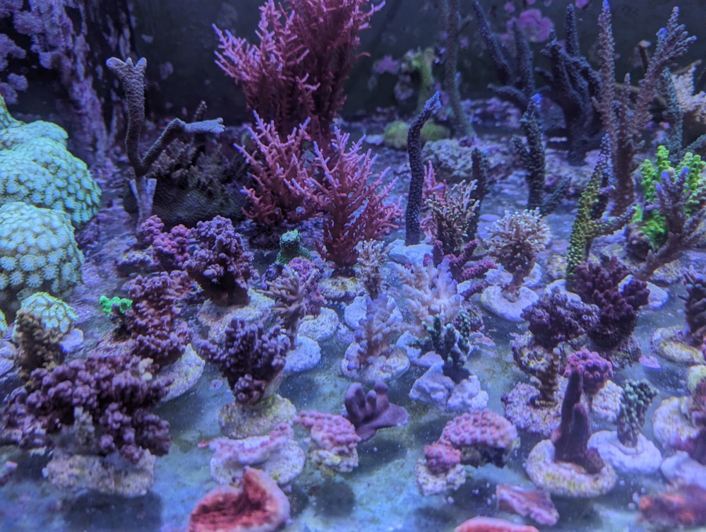 Meerwasser Ableger Korallen Acropora SPS LPS Caulastrea Euphyllia