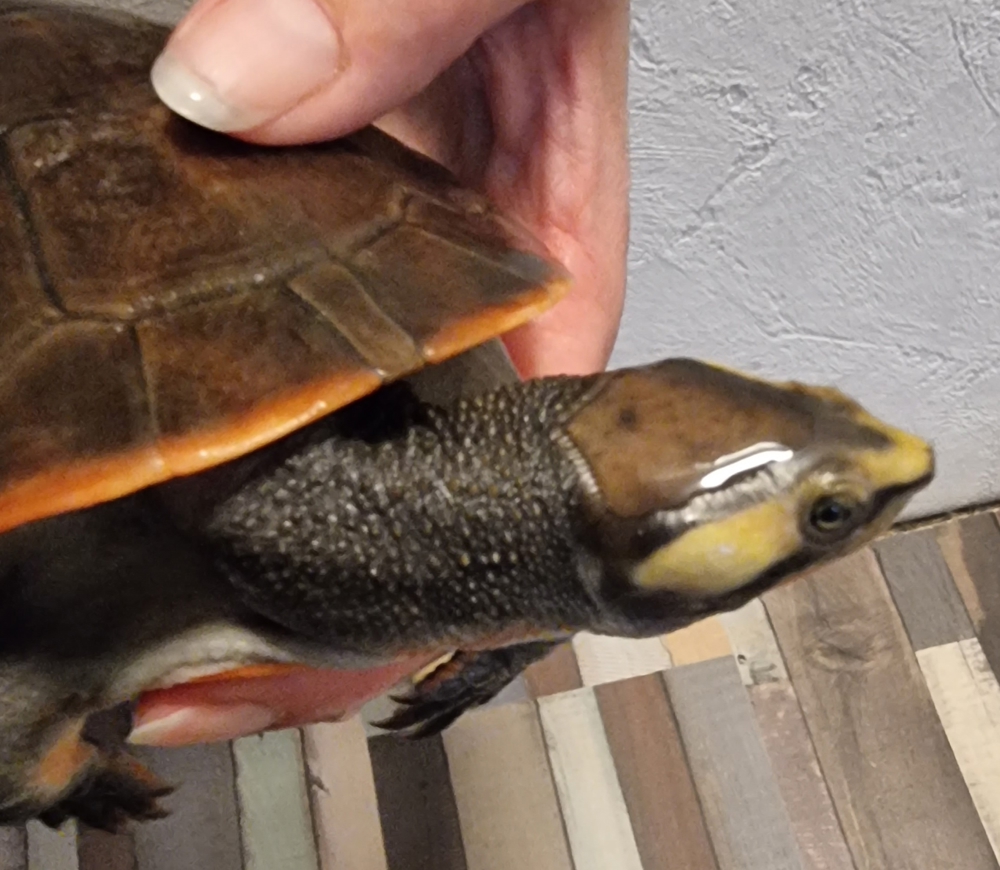 Wasserschildkröte Rotbauchspitzkopf männlich