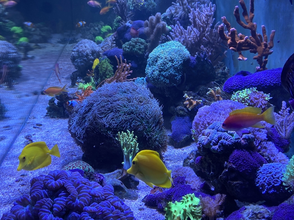 Korallenstarter-Paket 8 Nachzuchten Ableger abzugeben