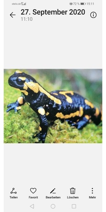 Feuersalamander (salamandra, salamandea)