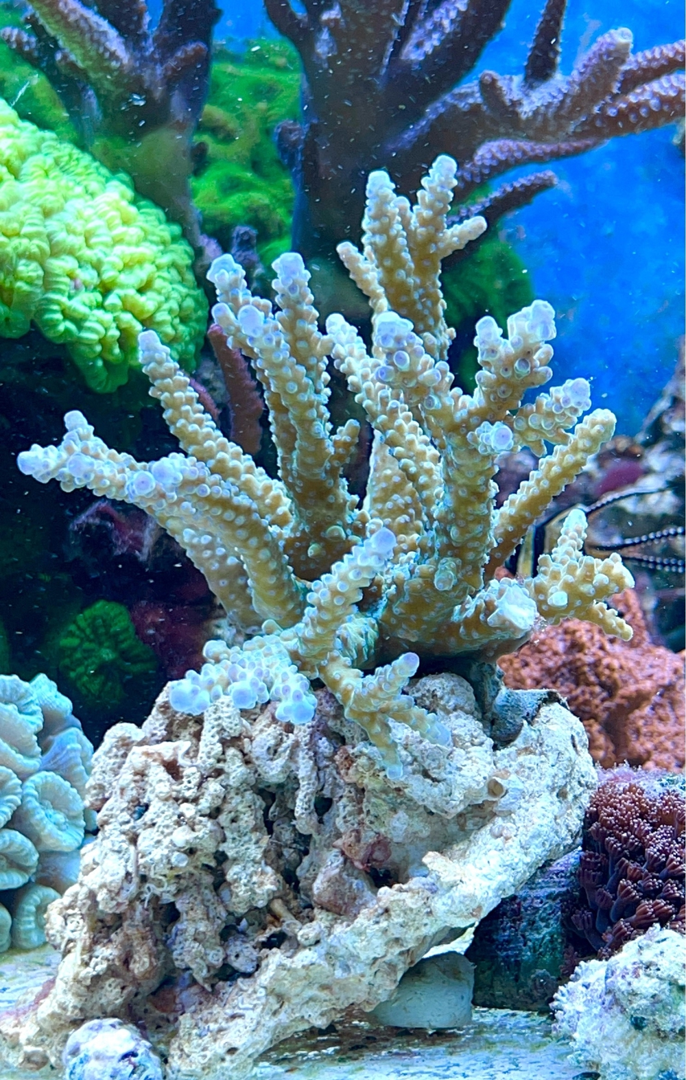 SPS Korallen Stock