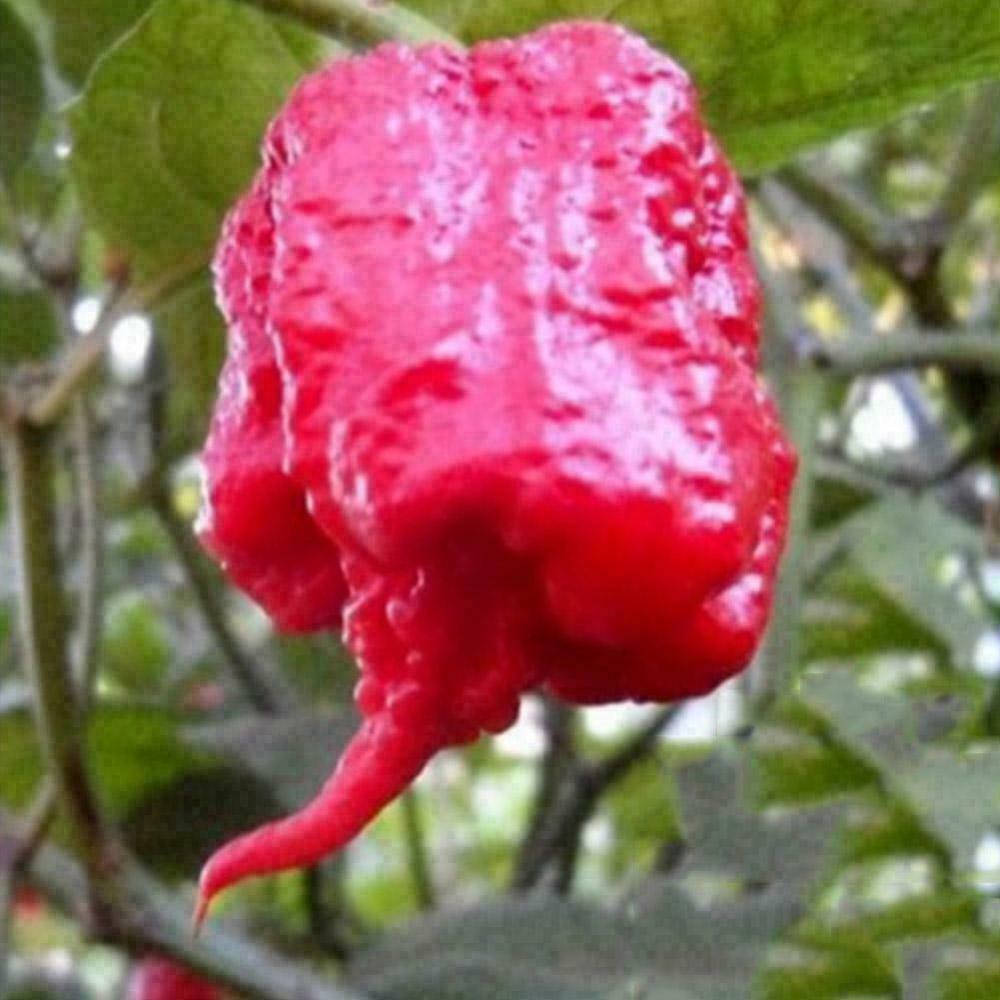 Samen Carolina Reaper, Chili De Cayenne, Jalapeno, Paprika rot gelb grün