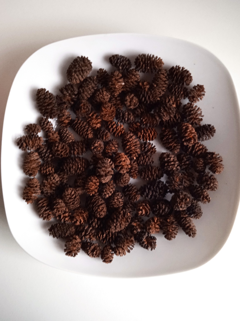 Verkaufe Erlenzapfen