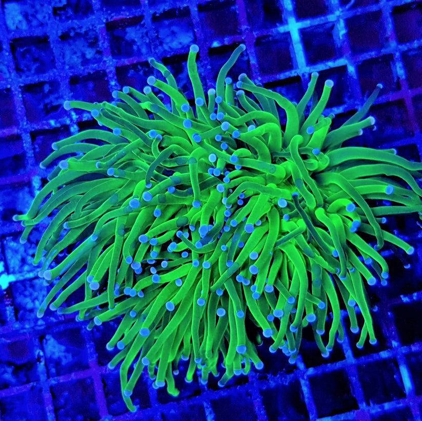 Steinkoralle LPS : Euphyllia glabrescens Green Lantern   Koralle Meerwasser Meerwasseraquarium 