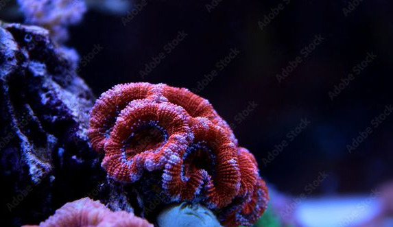 Steinkoralle LPS : Acanthastrea   Koralle Korallen Meerwasser Meerwasseraquarium Aquarium Becken