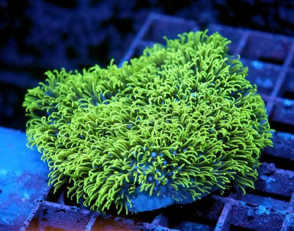 Hornkoralle : Briareum - grünes Affenhaar   Koralle Korallen Meerwasser Meerwasseraquarium Aquarium 