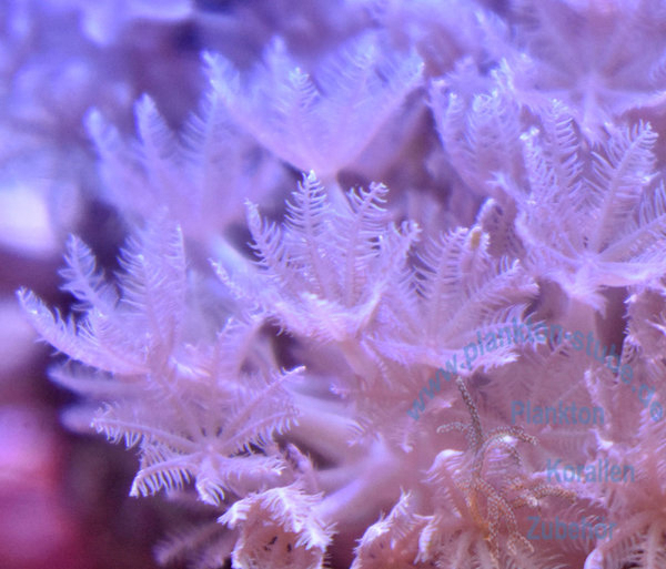 Weichkoralle : Xenia umbellata - Pumpende Xenia   Koralle Koralle Meerwasser Meerwasseraquarium 