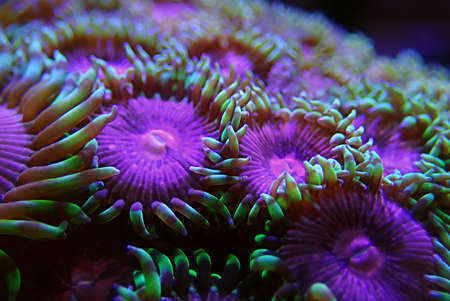 Krustentiere : Zoanthus fantasy   Koralle Korallen Meerwasser Meerwasseraquarium Aquarium Fische