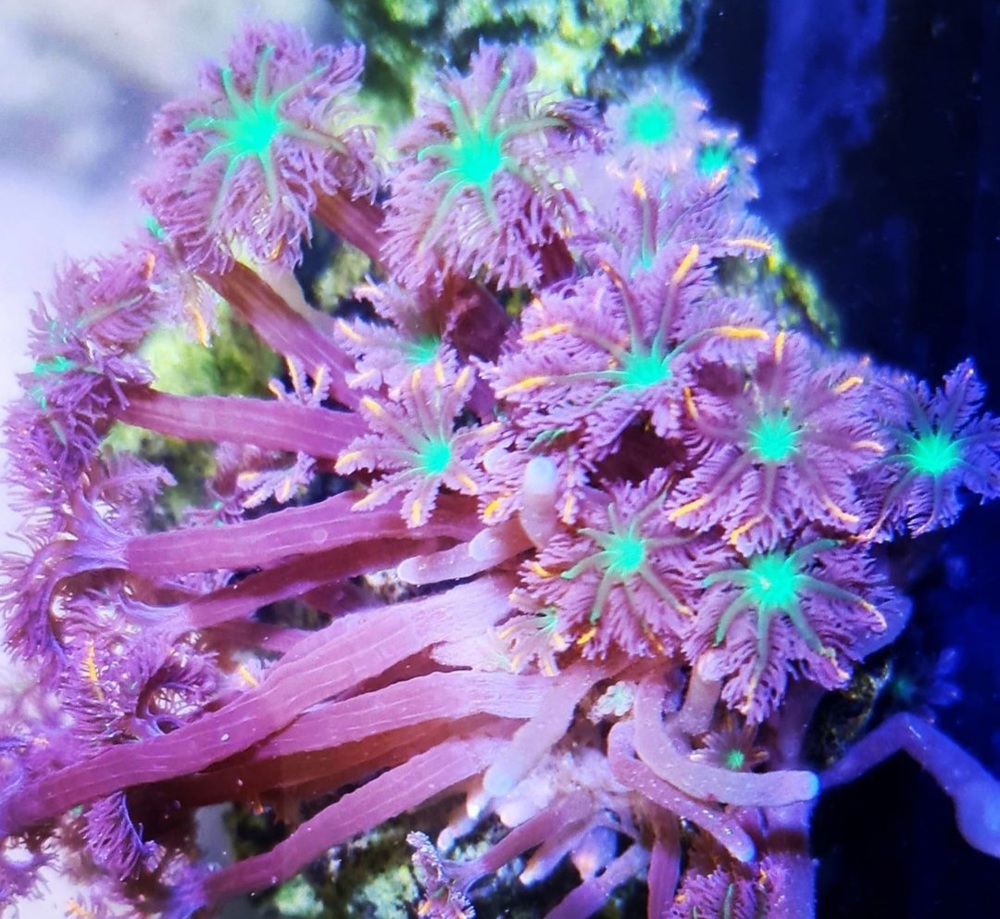 Meerwasser Clavularia viridis tricolor