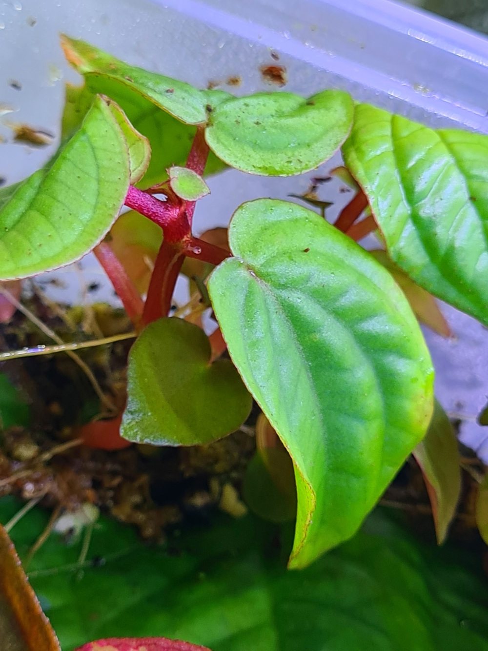 Sonerila spec Sekadau Red & Green blue, Melastomataceae, Regenwald Terrarium Pflanze, Rarität 