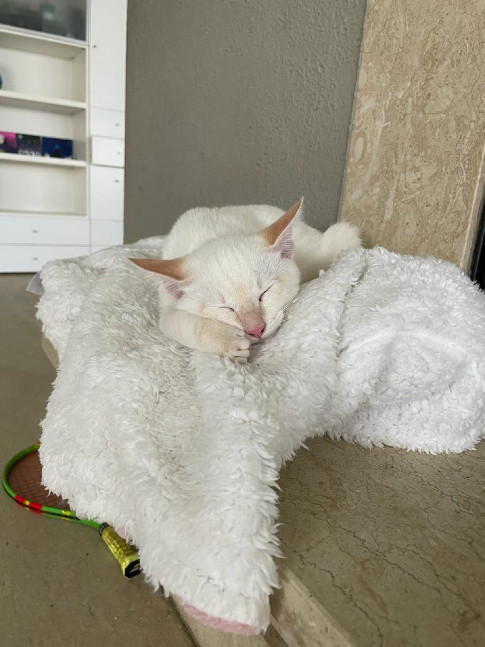 süßes weißes katzenbaby