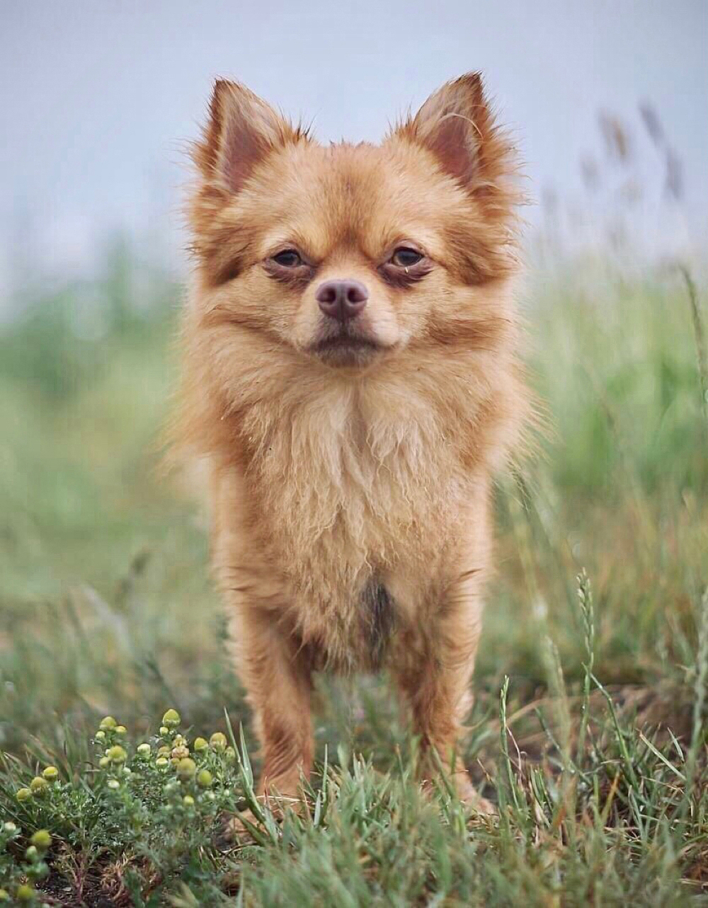 Chihuahua-Zwergspitz Pomeranian ( Pomchi)-Deckrüde