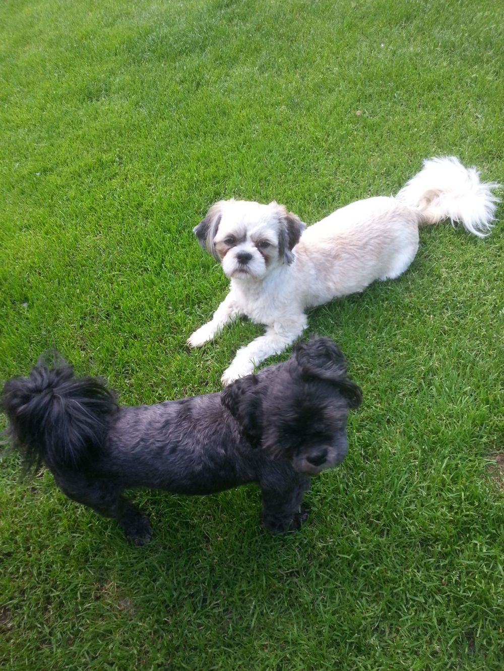 Deckrüden, Shih-Tzu, Malteser, Havaneser, Bolonka, Pudel, Pekinese gesund, erfahren und liebenswert