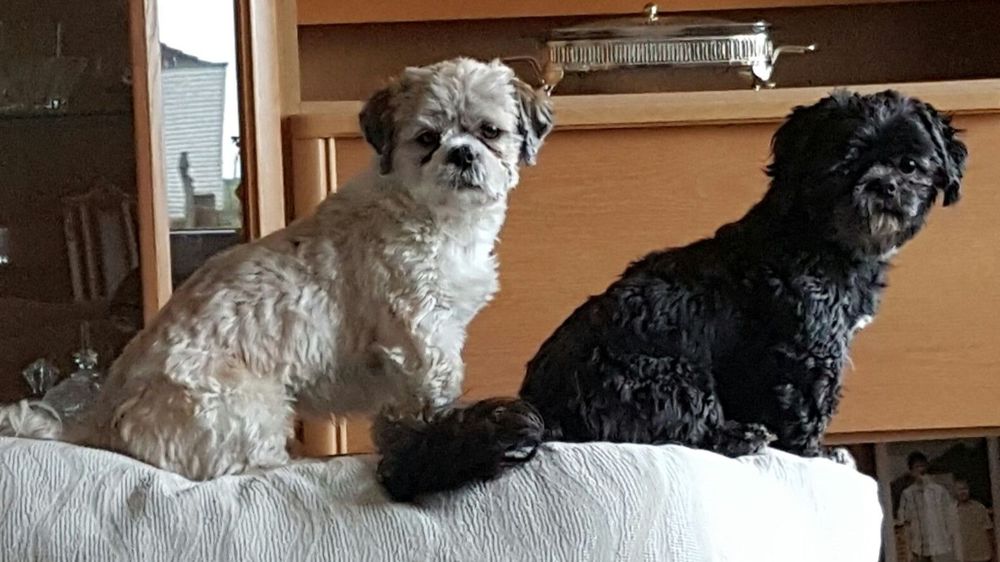 Deckrüden, Shih-Tzu, Malteser, Havaneser, Bolonka, Pudel, Pekinese gesund, erfahren und liebenswert