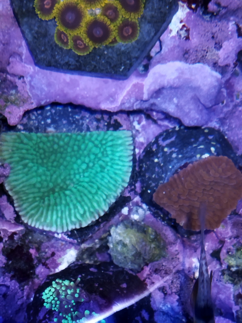 Korallen Ableger Meerwasser 