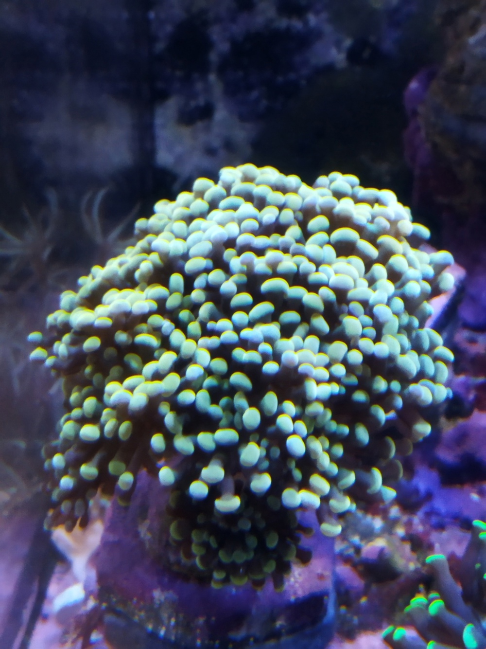 Korallen Ableger Lps Meerwasser 