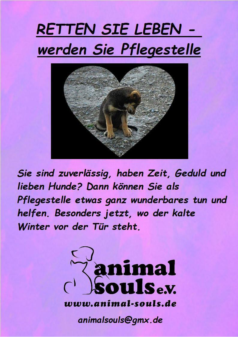 Retten Sie Leben - werden Sie Pflegestelle <3
