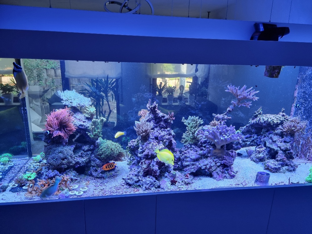 Lebendgestein Meerwasser-Aquarium