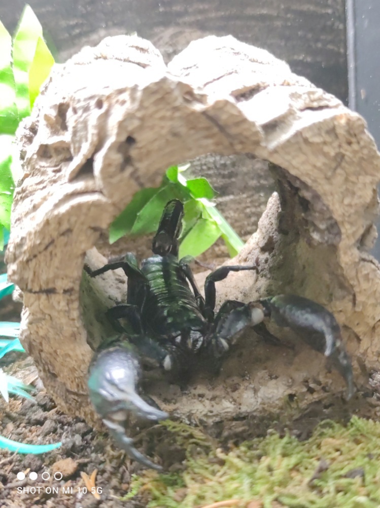 Heterometrus Silenus