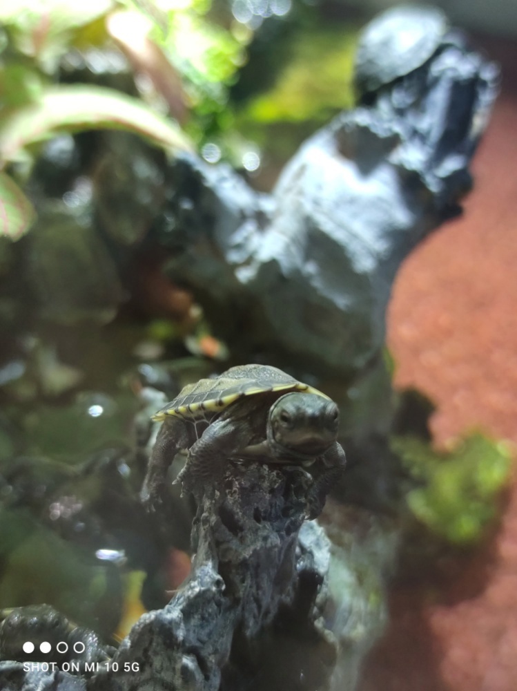 Chinesische Dreikielschildkröten 