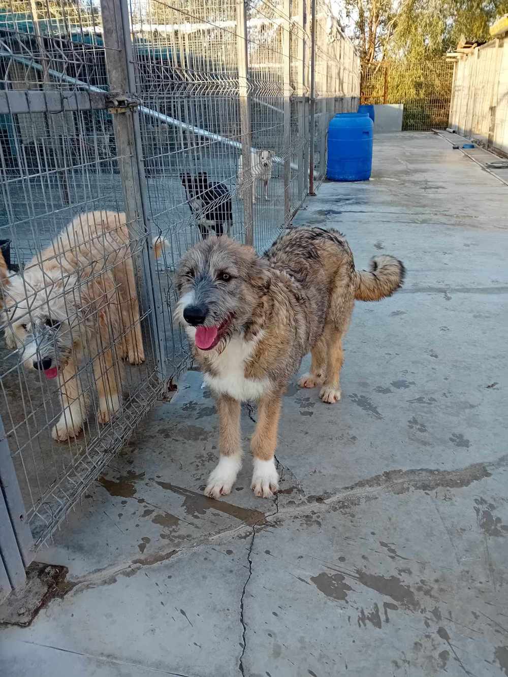 Chester sucht ein warmes Plätzchen für immer