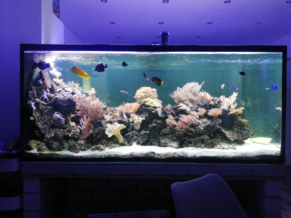 Inhalt  meines 1300 L Meerwasser Aquarium Fische Korallen Lebendgestein