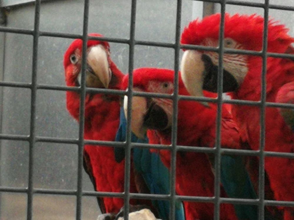Dunkelroter Ara in Lutherstadt Eisleben - Vögel - kostenlose ...