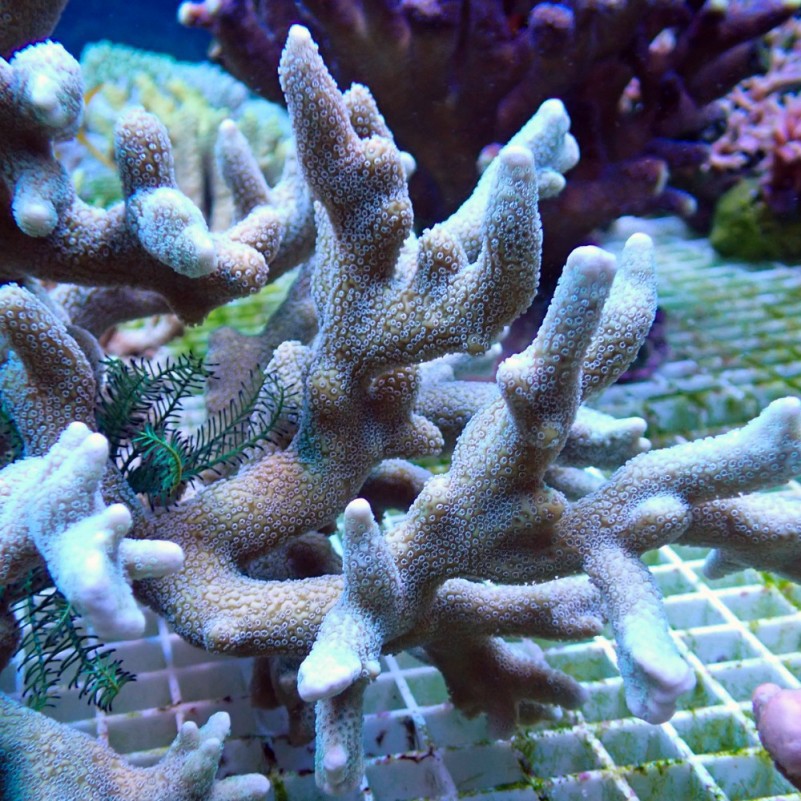 SPS Steinkoralle : Montipora Digitata silber grün Koralle Korallen Meerwasser Aquarium  