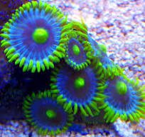 Krustentiere: Zoanthus Blueberry pie Koralle Korallen Meerwasser Meerwasseraquarium Aquarium Fische 