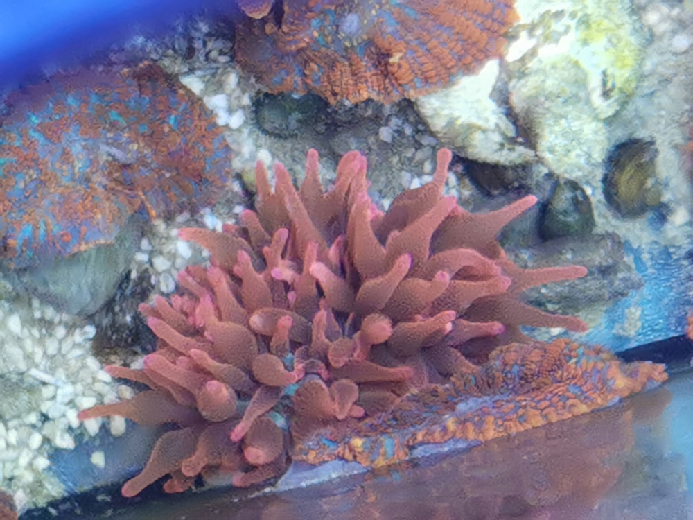 Anemone  Blasenanemone Sun Burst Koralle