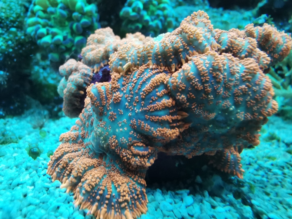 Scheibenanemone rot Koralle