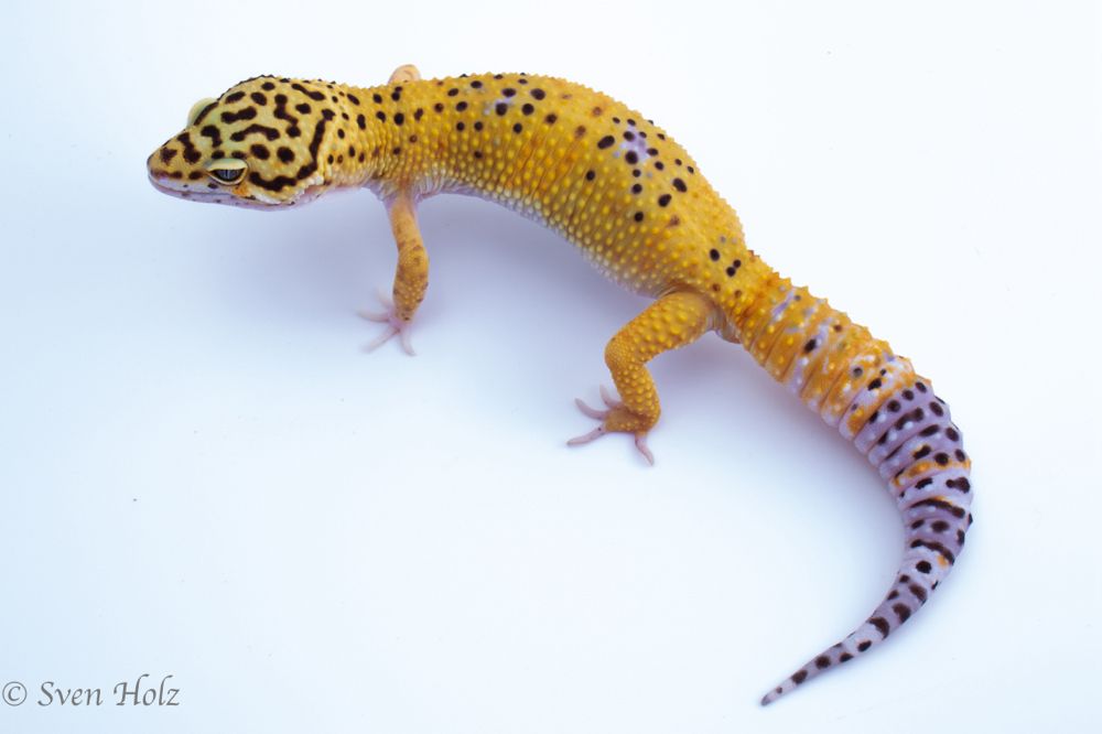 Männliche Giant Leopardgeckos