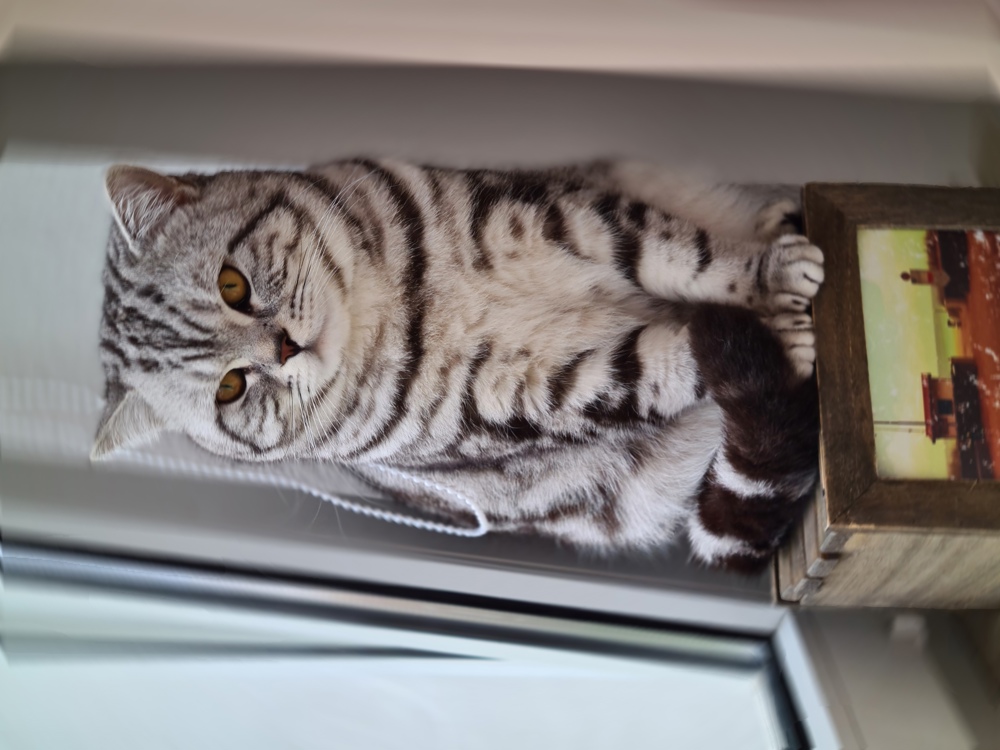 Deckkater BKH Black silver tabby