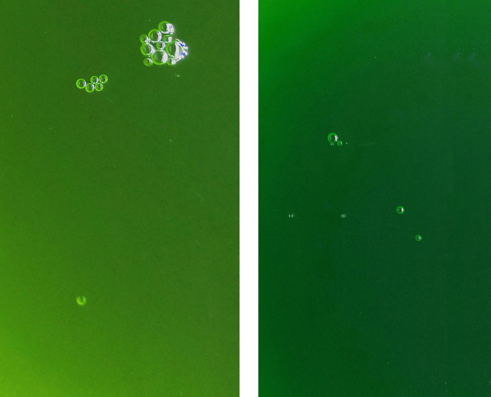 Phytoplankton Mix Nannochloropsis Salina und Synechococcus, senkt PO4 und gegen Cyanobakterien