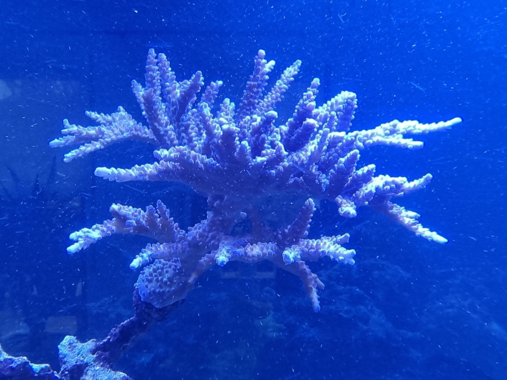 Großer Korallen-Mutterstock Acropora "blau-rosa"