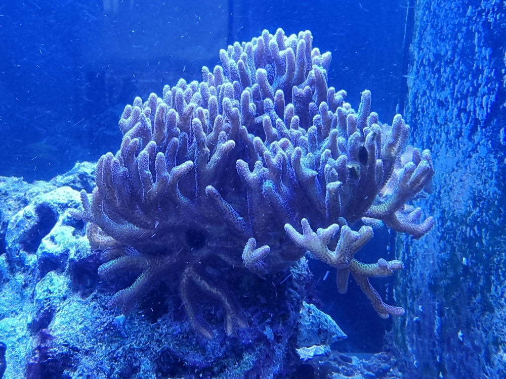 Korallen-Mutterstock Seriatopora "Bird of Paradise" (lila-gelb)