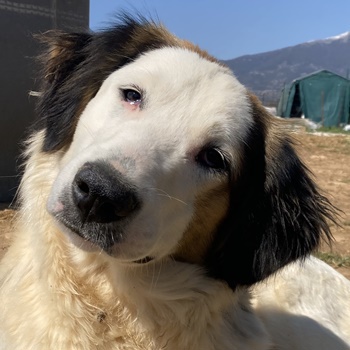 Lyra, geb. ca. 06 2021, lebt in GRIECHENLAND, auf einem Gelände, auf dem Hunde notdürftig versorgt