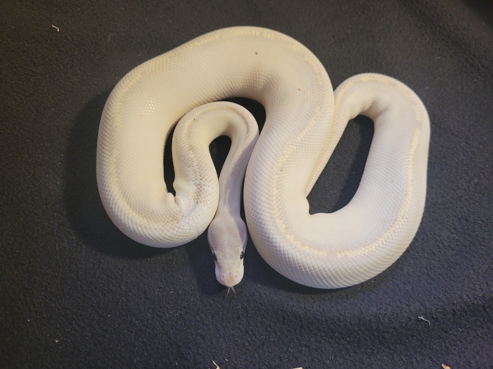 königspythons enz 2024 und zuchttiere