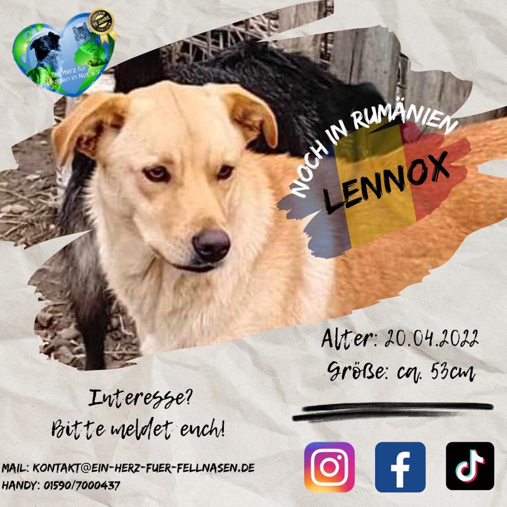 Lennox - ein Zuhause ist im lieber als das Tierheim
