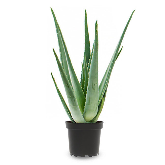 Aloe Vera Pflanzen zu verkaufen