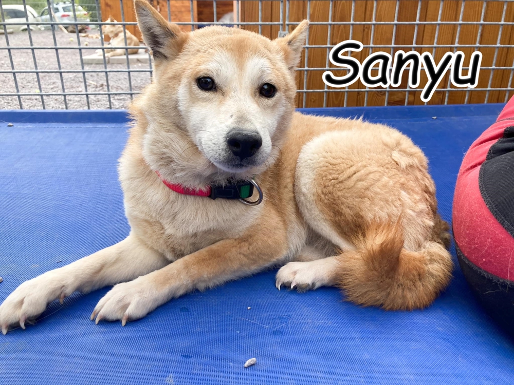 Möchten Sie Sanyu von ihrem Schneckenhaus befreien???