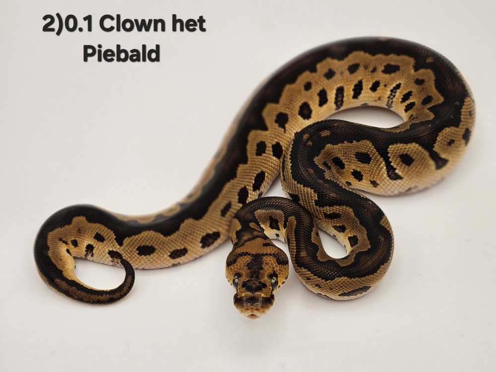 0.1 Clown het Piebald Königspython Python Regius 