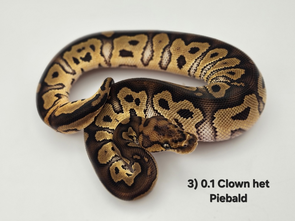 0.1 Clown het Piebald Königspython Python Regius 