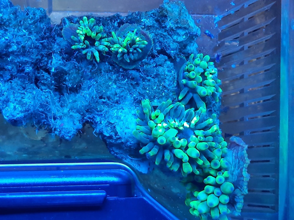 Grüne Mini-Anemone Meerwasser Aquarium Entacmaea Koralle Kupferanemone für Clownfisch