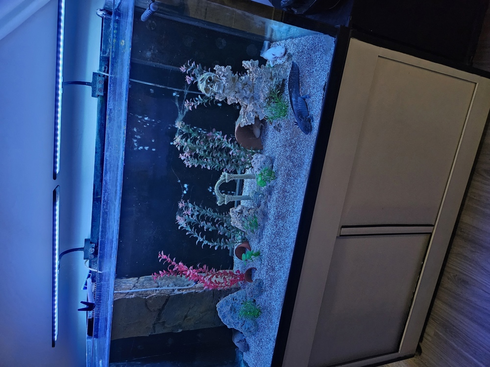 Verkaufe hier ein ca 500 Liter Aquarium mit 4 Axolotl  